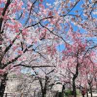 【大阪府】大阪城で歴史探訪！