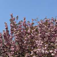 보라매공원 겹벚꽃 보러가세요🌸💓🌸