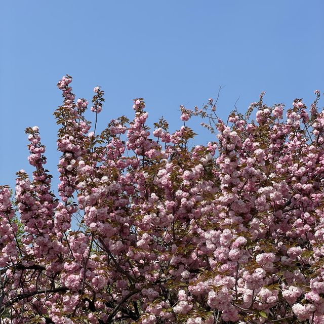 보라매공원 겹벚꽃 보러가세요🌸💓🌸