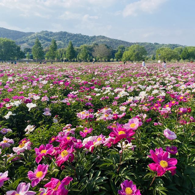 알록달록 끝없이 펼쳐지는 작약꽃밭🌺💗