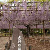 東洋一の藤棚