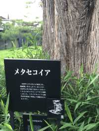 【長野】小布施を見守る大きなメタセコイア