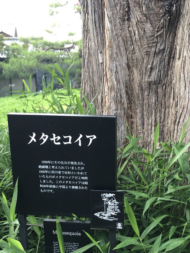 【長野】小布施を見守る大きなメタセコイア