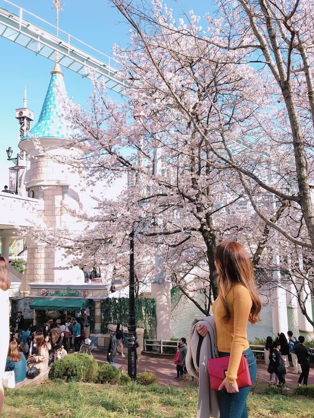 밤에 더 빛나는 석촌호수 벚꽃🌸✨