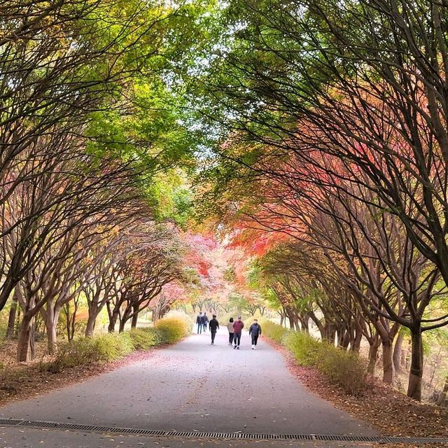화려한 단풍과 아름다운 가을풍경