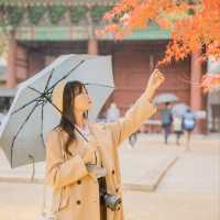 💛노란 은행나무와 덕수궁 석조전의 조화 [서울, 덕수궁]