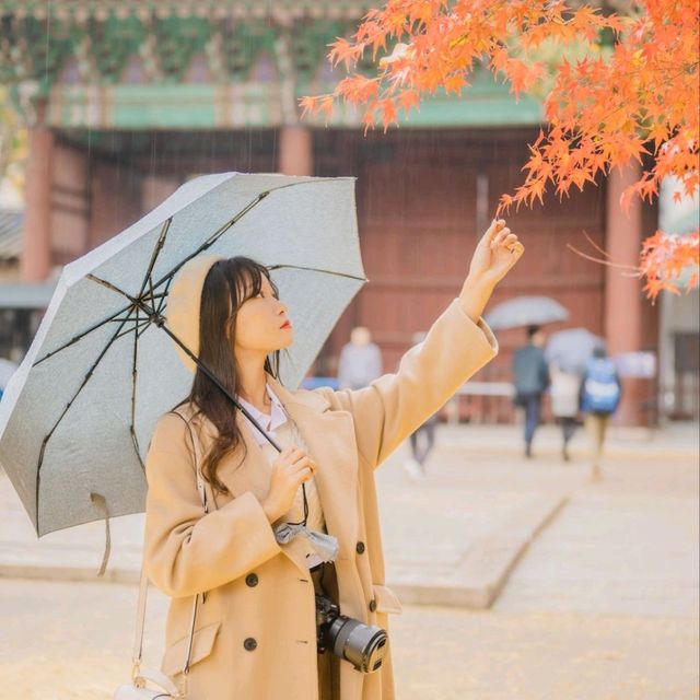 💛노란 은행나무와 덕수궁 석조전의 조화 [서울, 덕수궁]