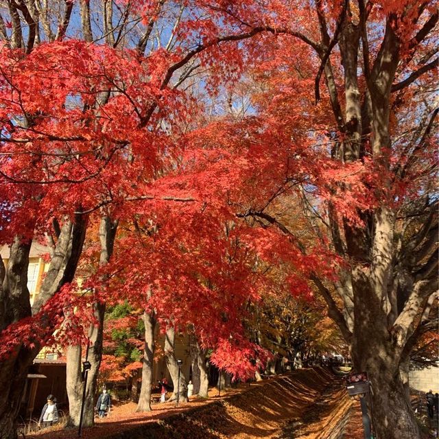 河口湖楓葉迴廊，大石公園