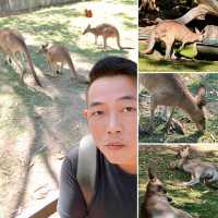 A Moment at Rockhampton Zoo