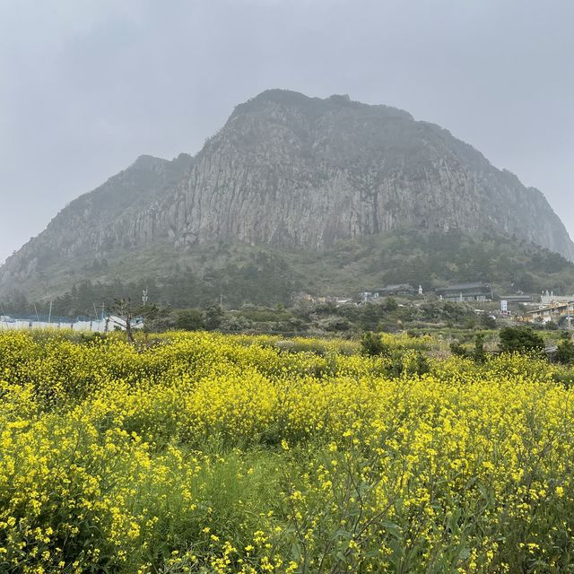제주 유채꽃 포토존, 산방산 유채꽃밭 🌼