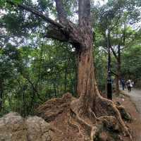 香港好去處 ～ 位於太平山的「夏力道」