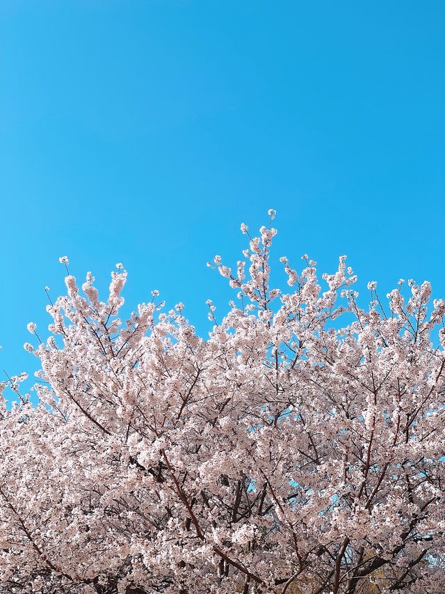 울산 벚꽃 캠프닉은 "선암호수공원" 드림피크닉광장