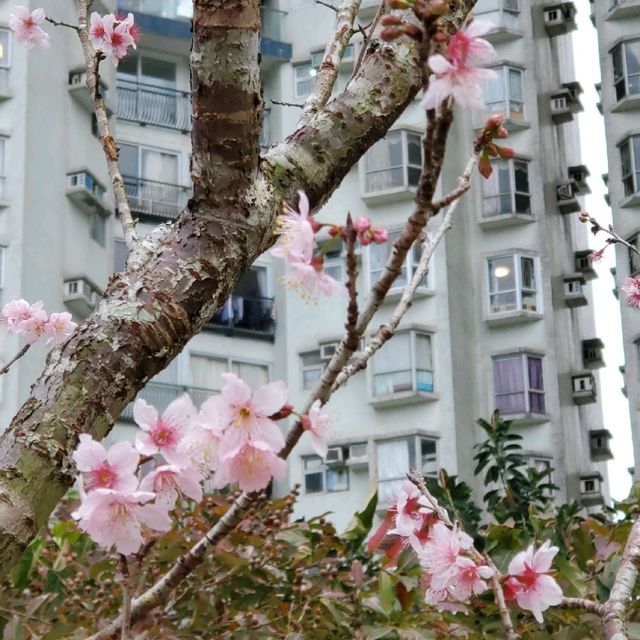 馬鞍山 - 富士櫻🌸