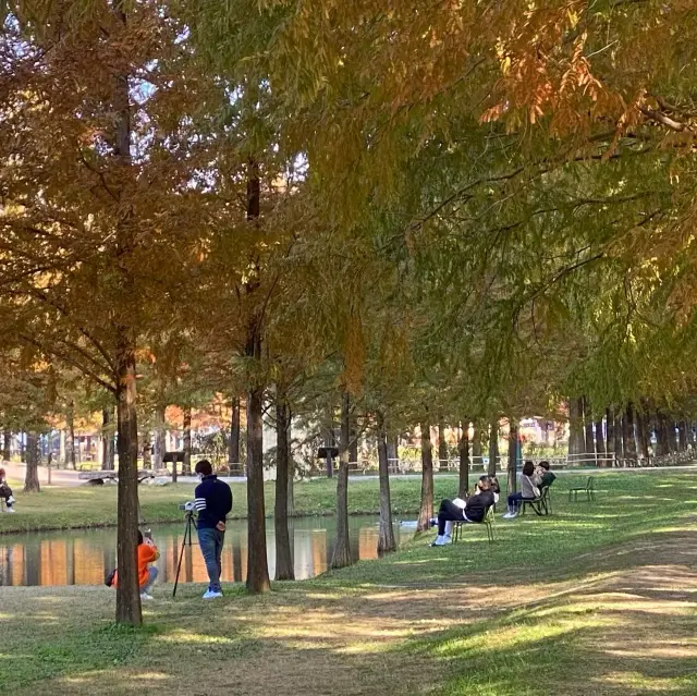 아이들과 혹은 연인과 걷기 좋은 담양 메타세콰이어길