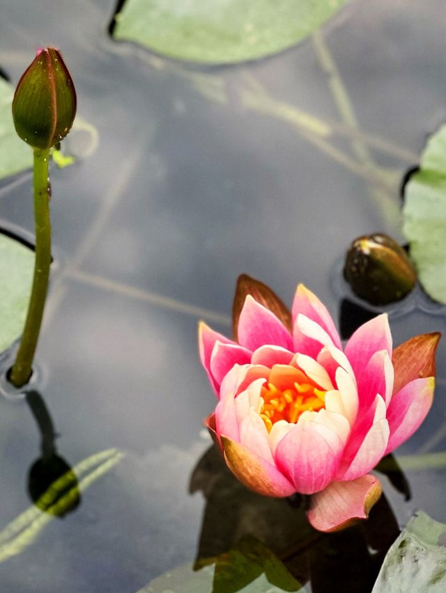 🌺饒館盡賞花中情🌸🥰