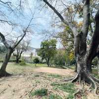賞花攻略 元朗公園