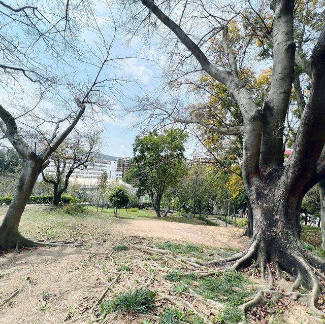賞花攻略 元朗公園