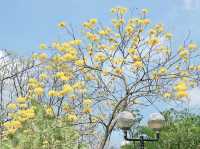 城門谷賞花好去處