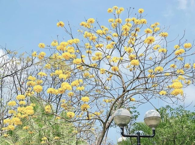 城門谷賞花好去處