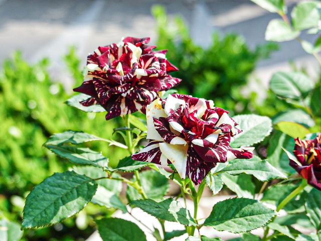 花花世界 玫瑰園