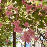 浪漫粉紅簕杜鵑花隧道