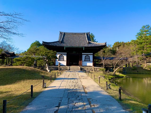 京都　SAKURA 桜めぐり❗️高台寺の桜に感動❗️