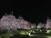 鈴鹿看超美垂枝梅花