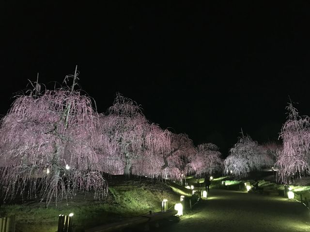 鈴鹿看超美垂枝梅花