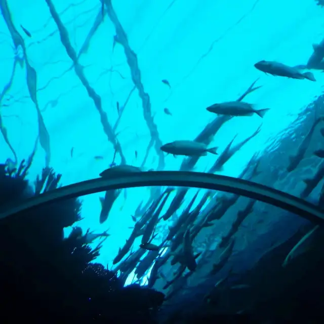 聖淘沙最大水族館