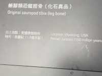 香港八大尋龍記，竟然可以摸到真化石！