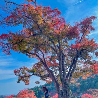 🍁Chùa Katsuoji – nơi mệnh danh là chốn bồng lai tiên cảnh của Osaka.
Chùa Katsuoji nằm ở phía bắc Thành phố Osaka,Nhật Bản, đặt trên một ngọn núi cao của Mino, nơi mà không còn sự ồn ào tấp nập của đô thị, phong cảnh hữu tình và là nơi nổi tiếng linh thiêng may mắn. 

⏰ Thời điểm đẹp nhất: giữa cuối tháng 11. 

🚉 Cách đi: 
Từ Osaka, bắt tuyến Hankyu Mino đến ga Mino. Ngôi đền cách đó 15 phút đi taxi.
Hoặc đi tuyến tàu điện ngầm Midosuji đến ga Senri Chuo và bắt xe buýt Hankyu ( khoảng 30 phút đi xe).

💴 Vé vào: 400y