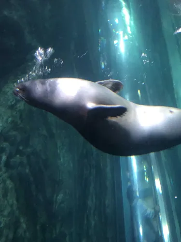樂天世界水族館|首爾樂天世界🎢|童真之地|絕對適合成人|part2
