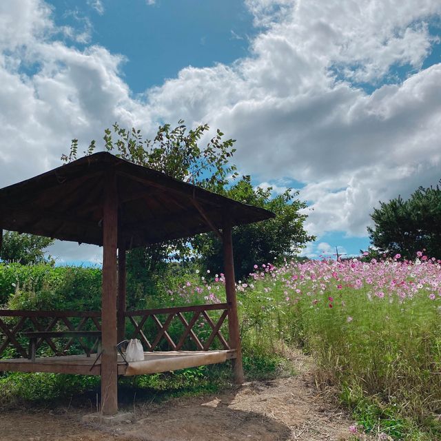 횡성 코스모스 맛집🌸