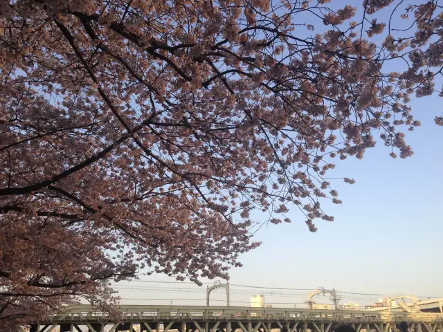 📍日本東京。淺草隅田公園櫻花祭。