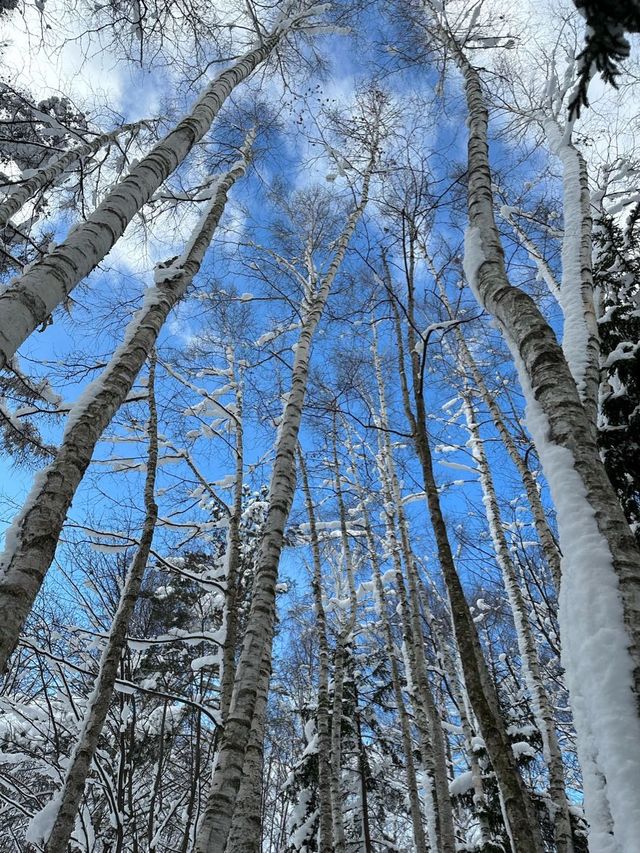 자작나무 눈세상 ”탁심원“ ❄️❄️❄️