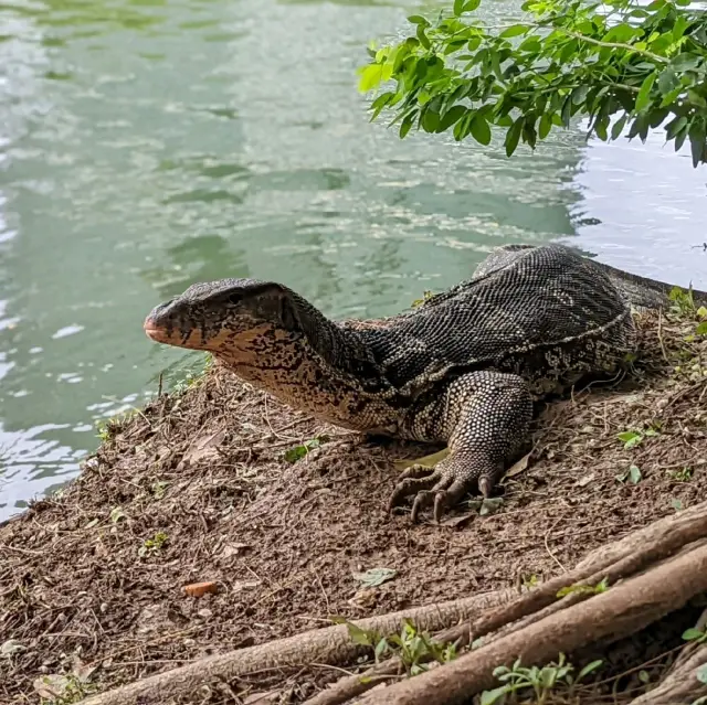 ミズオオトカゲで有名なルンピニー公園に行ってみた