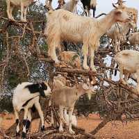 Goat on the tree