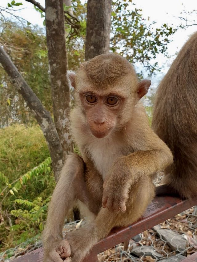 Monkey Hill - Phuket