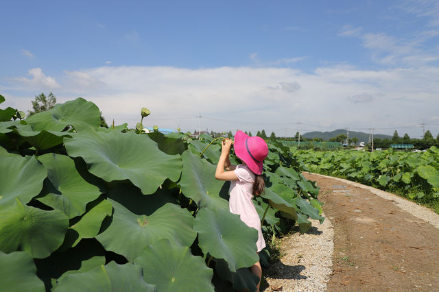 이천 성호호수 연꽃단지