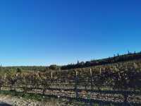 Visit the Napa Valley winery and try it out when you come to Napa Valley.