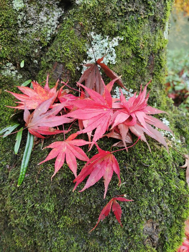 Japan mountain hiking, Echizen Takefu Station Village Kokuzan, enjoy hiking and autumn leaves.