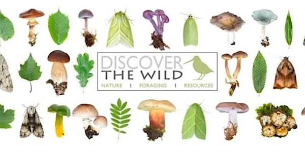 Summer Tree Walk, identification, mythology and folklore (ticketed event) | Light Oaks Park