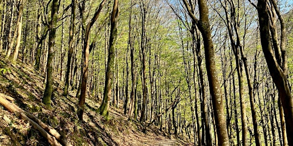 Rooted in Resilience: A Nature Retreat for Built Environment Professionals | Woodland location, Shropshire, West Mids