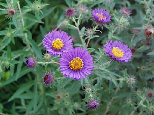 Create a Native Container Garden -Fall | Edge of the Woods Native Plant Nursery
