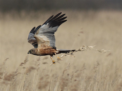 Brilliant birds at NWT Hickling Broad (EDU FAMILY) | Norfolk Wildlife Trust Hickling Visitor Centre