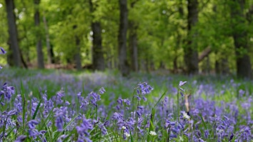 Bluebells & River Stories – Photography + Video Day | Caputh Village Hall