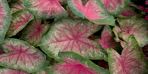 Color Your Landscape: The Magic of Caladiums | UF/IFAS Extension Sarasota County