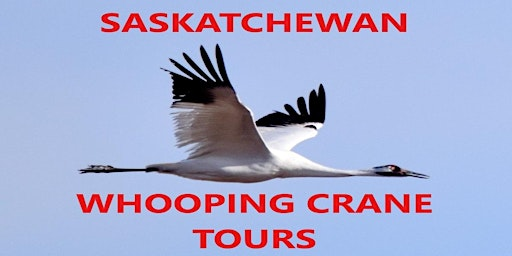 Whooping Crane Private Viewing Tour | Flying J Travel Center