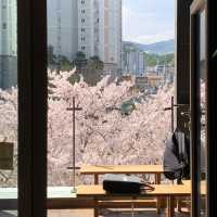 부산 벚꽃 명소 , 온천천 카페 뮤제카바농