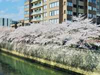 目黑川櫻花 - 沿途與你有過一幀風景